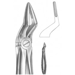 Lower & Upper Roots