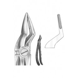 Upper & Lower Jaw