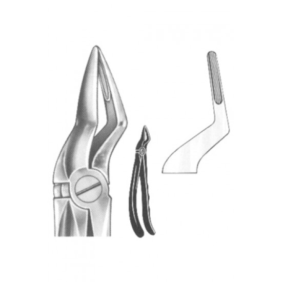 Upper & Lower Jaw