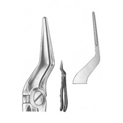 Pre-Molars,Roots,Molars