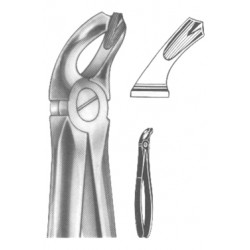 Upper Molars
