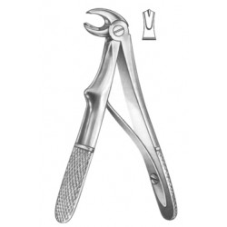 Upper Molars
