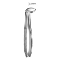 Lower Premolars