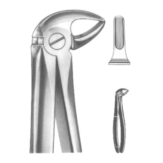 Lower Molars