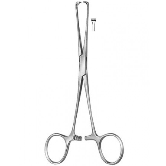 Stomach, Intes tines, Rectum