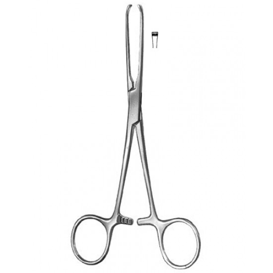 Stomach, Intes tines, Rectum